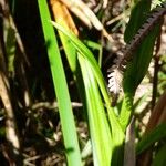 Habenaria praealta Leaf