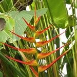 Heliconia latispatha Flor