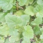 Erodium laciniatum Folio