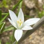 Anthericum ramosum Fula
