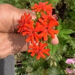 Lychnis chalcedonica Цветок