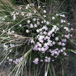 Phlox speciosa Hábito