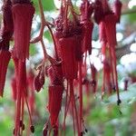Ribes speciosum Flower