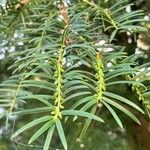 Torreya californica Folha