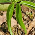 Lathyrus vernus Fuelha