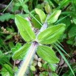 Cruciata laevipes Leaf