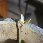 Littorella uniflora Kvet