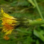 Crepis conyzifolia Flower