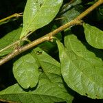 Adelia triloba Leaf