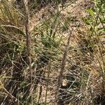 Ammophila arenaria Levél