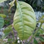 Pimenta dioica Leaf