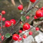 Cotoneaster franchetii Corteza