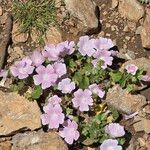 Malva hispanica Flor