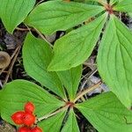 Cornus canadensisLeaf