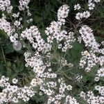 Tripolium pannonicum 花