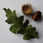 Quercus cerrisFruit