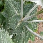 Eryngium giganteum Blatt