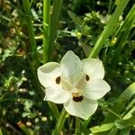 Dietes bicolor Virág