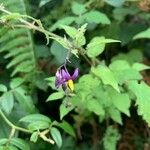 Solanum dulcamara Λουλούδι
