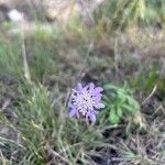 Scabiosa atropurpureaFlor