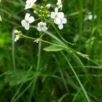 Arabidopsis halleri 花