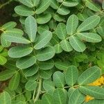 Senna spectabilis List