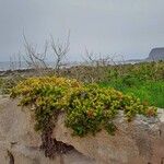 Mesembryanthemum cordifoliumBlad