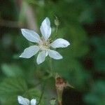 Rubus ursinus Fleur