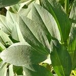 Vicia faba Leaf