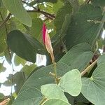 Bauhinia blakeana Flors