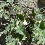 Asarina procumbens List