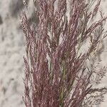 Agrostis stolonifera Květ