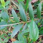 Epidendrum secundum Folla