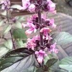 Ocimum kilimandscharicum Flower