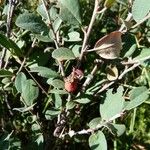 Cotoneaster uniflorus ᱮᱴᱟᱜ
