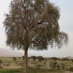 Prosopis cineraria Costuma