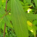 Ageratina riparia Ліст