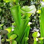 Sarracenia flava Likasa