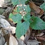 Scutellaria indica Плід
