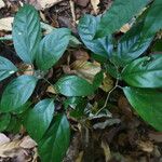 Strombosia ceylanica List