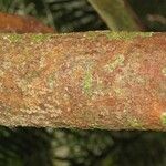 Garcinia benthamiana Bark