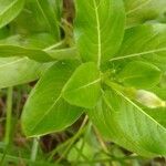 Catharanthus roseus Leaf