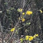 Caragana frutex Květ
