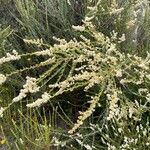 Adenostoma fasciculatum Flor