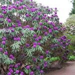 Rhododendron niveum Habit