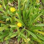 Calendula arvensisFlower