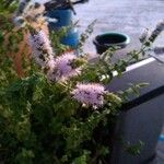 Mentha spicata Blüte