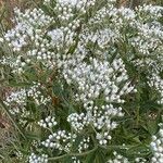 Eupatorium serotinumFlor