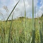 Elymus pungens Flower