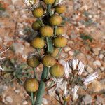 Asphodelus cerasiferus Fruit